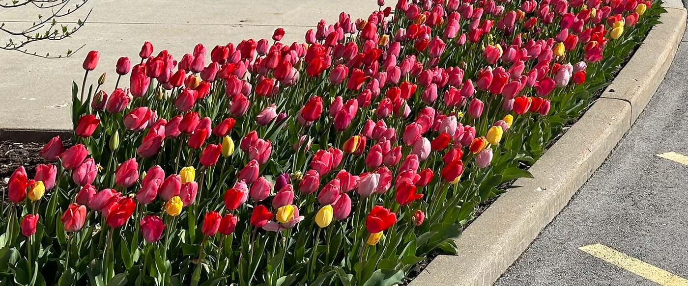 tulips